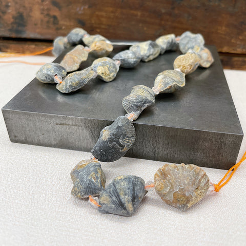 Destash Fossilized Clam Beads