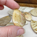 Destash Fossilized Coral Beads