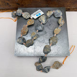 Destash Fossilized Clam Beads